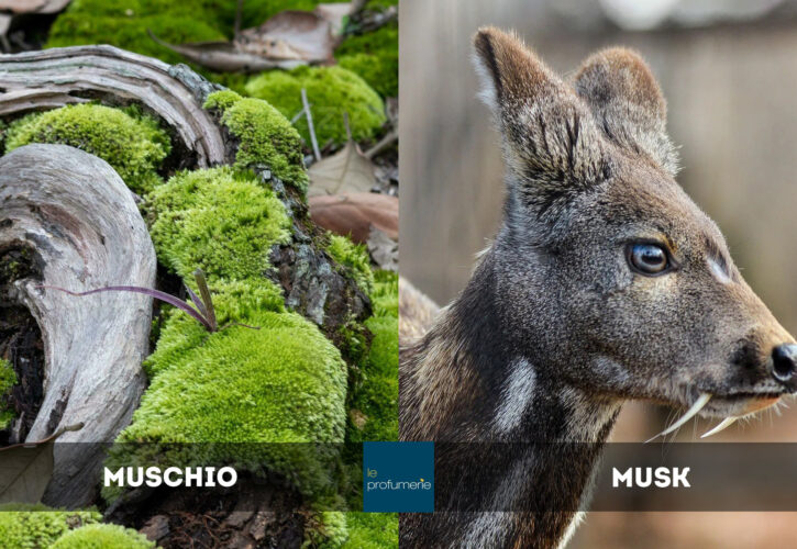Profumi muschiati e musk: quali sono le differenze?